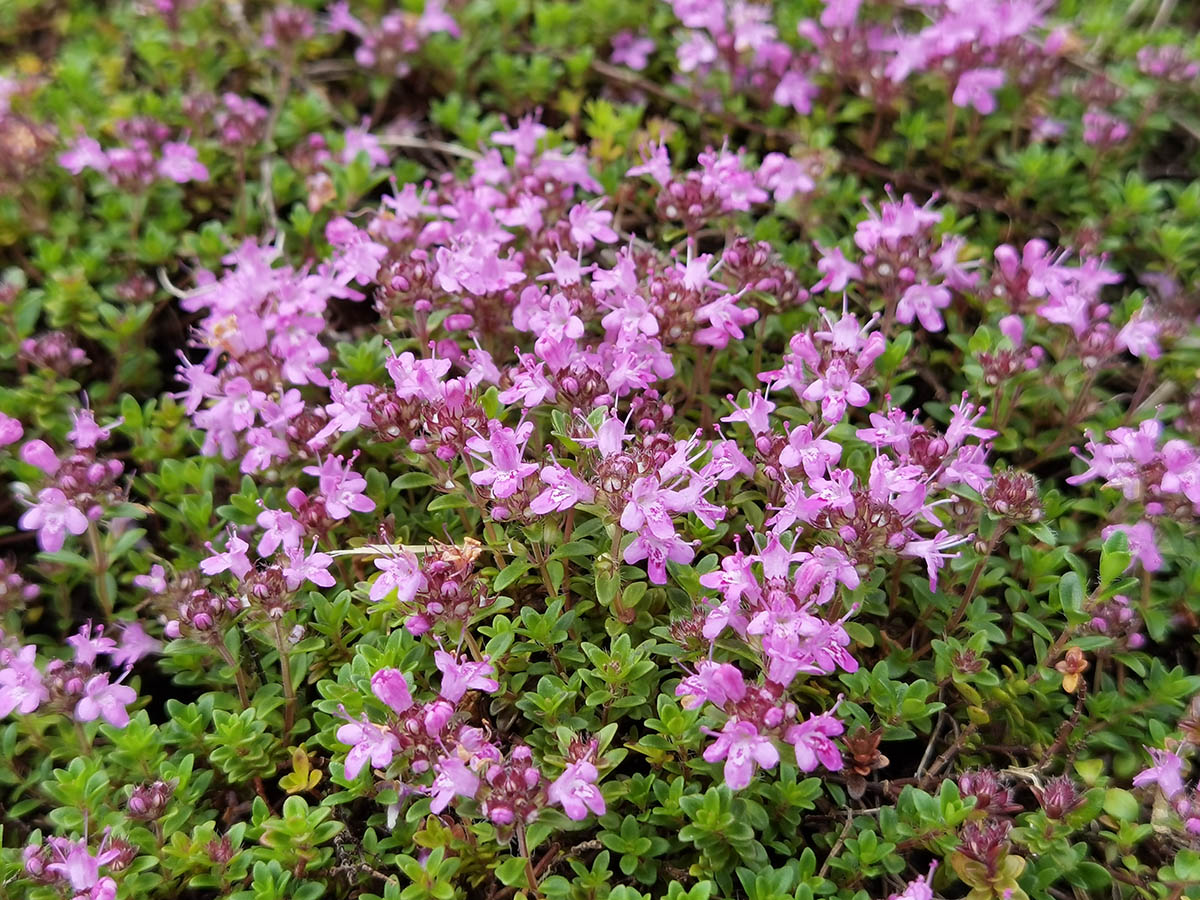 Thymus praecox 'Purple Beauty'